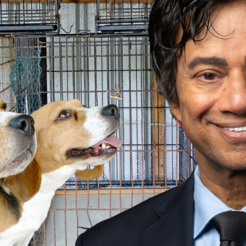 Congressman behind trump impeachment abandoned dogs at failed beagle research lab in new jersey - photo licensed by shore news network.