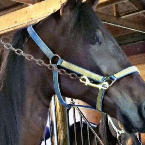 Canadian trainer convicted in brutal deadly beating of horse in new york - photo licensed by shore news network.
