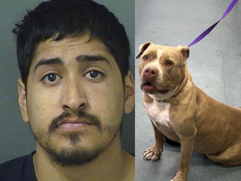 Pit bull beaten with trailer hitch for over four minutes; roommate charged with aggravated cruelty
