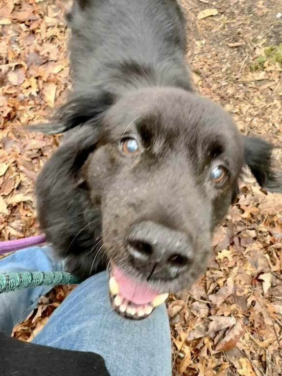 Shelter pleads for rescue as senior dog Tommy faces uncertain fate after owner's death Shelter pleads for rescue as senior dog Tommy faces uncertain fate after owner's death