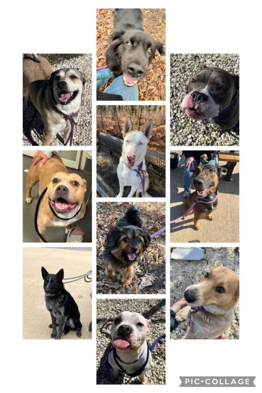 Overwhelmed NJ shelter pleads for rescues as dog surrenders surge