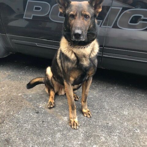 Beloved schenectady police k9 ramo dies after years of service - photo licensed by shore news network.