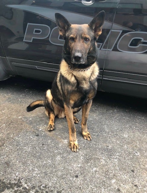 Beloved Schenectady police K9 Ramo dies after years of service