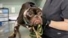 Lavender was transported to the Mohawk Hudson Humane Society, where she continues to receive veterinary care.