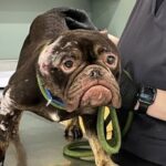 Lavender was transported to the Mohawk Hudson Humane Society, where she continues to receive veterinary care.
