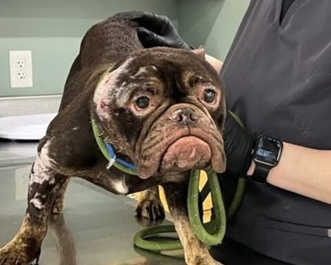 Lavender was transported to the Mohawk Hudson Humane Society, where she continues to receive veterinary care.