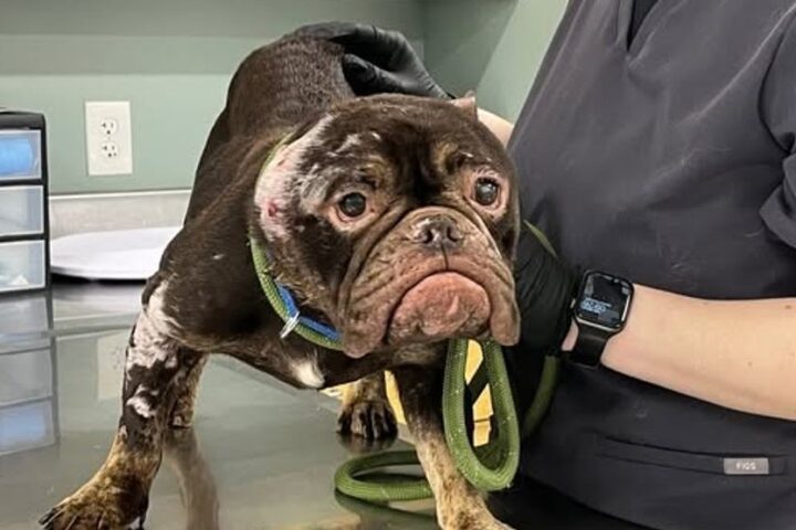 Lavender was transported to the Mohawk Hudson Humane Society, where she continues to receive veterinary care.