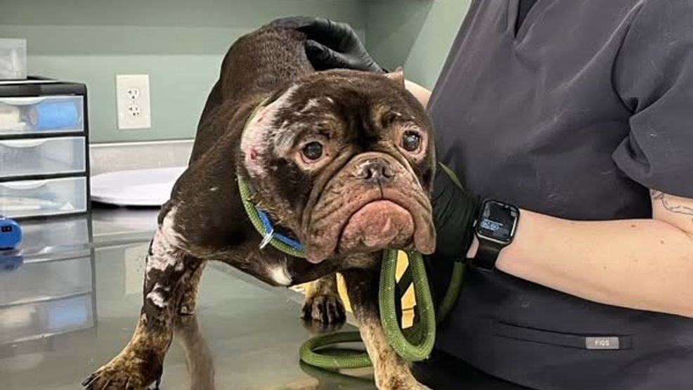 Lavender was transported to the Mohawk Hudson Humane Society, where she continues to receive veterinary care.