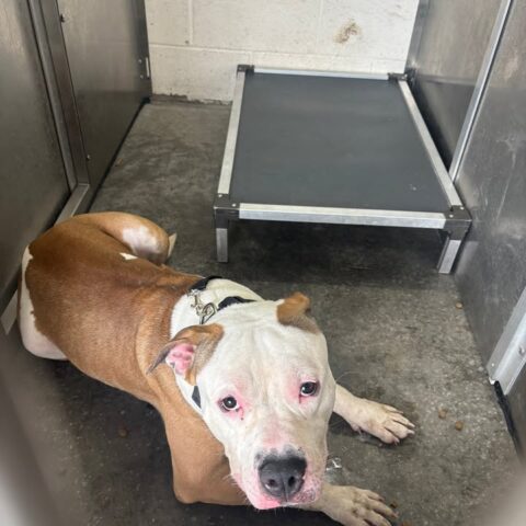 Lost pit bull found oriskany street - photo licensed by shore news network.