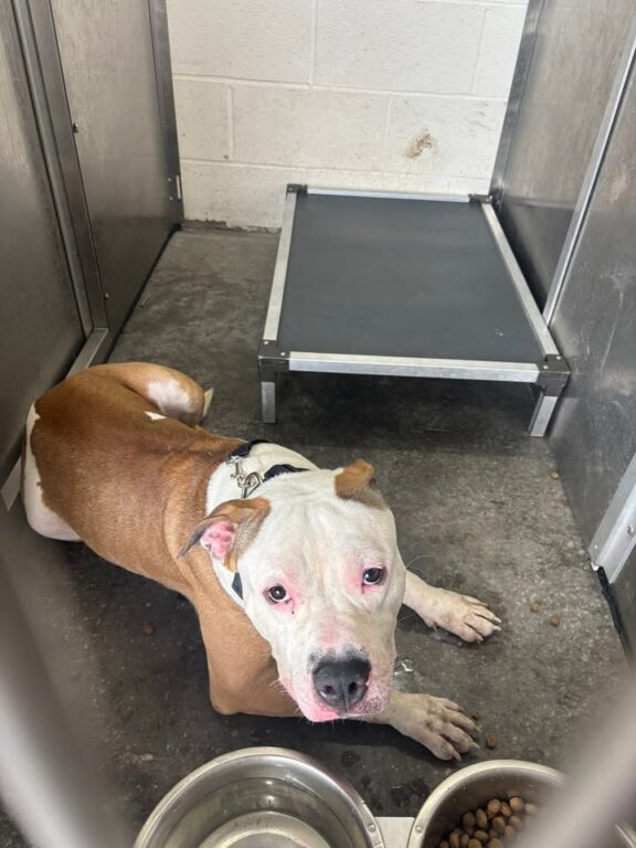 Lost Pit Bull Found Oriskany Street