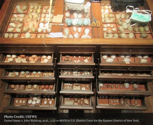 Record-breaking rare bird and egg trafficking case in New York City Record-breaking rare bird and egg trafficking case in New York City