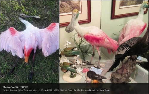 Record-breaking rare bird and egg trafficking case in New York City