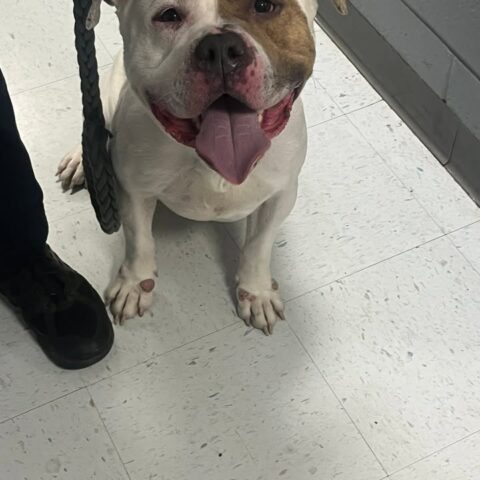 Lost pit bull found near crosskeys: monroe township police seek dog’s owner - photo licensed by shore news network.