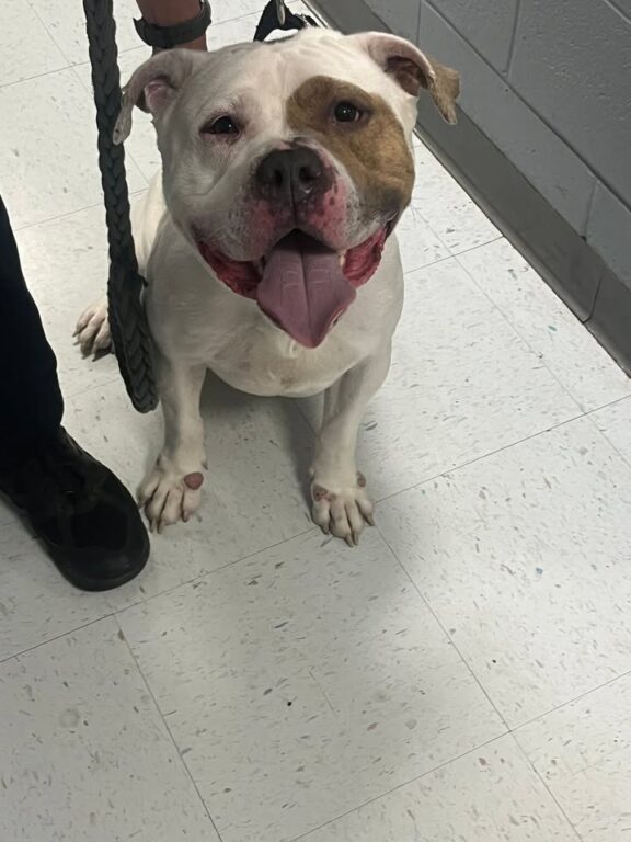 Lost pit bull found near Crosskeys: Monroe Township Police seek dog’s owner