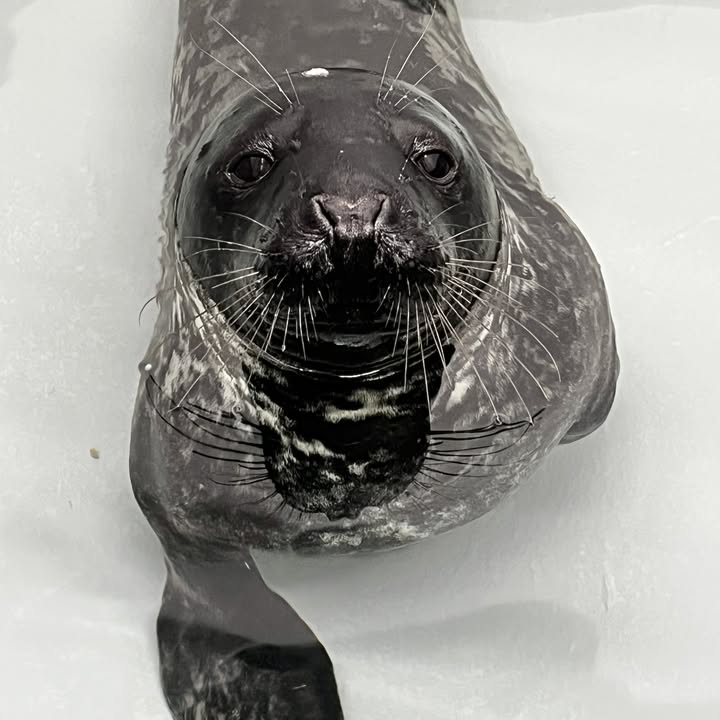 Seal pup rescued from fishing line entanglement on Long Beach Island, undergoing treatment