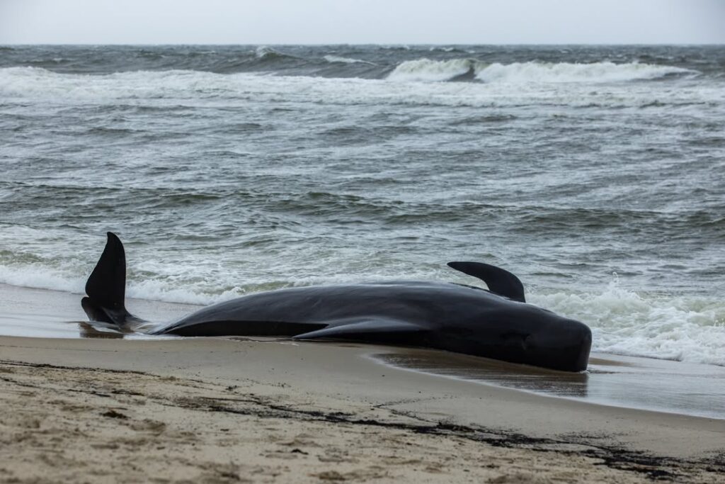 Stranded pilot whale euthanized after repeated beachings in New Jersey