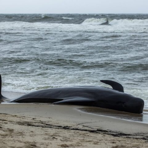 Stranded pilot whale euthanized after repeated beachings in new jersey - photo licensed by shore news network.