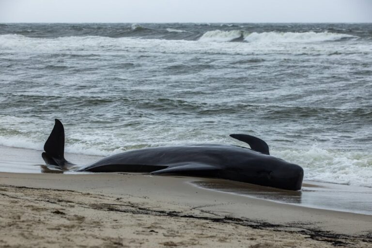 Stranded pilot whale euthanized after repeated beachings in new jersey - photo licensed by shore news network.