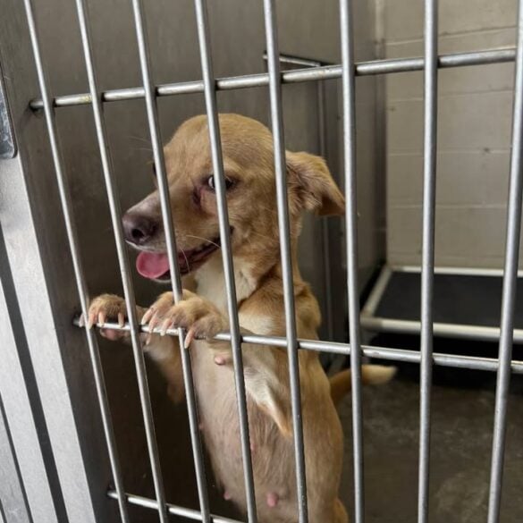 Utica police seek owner of found dog near varick and columbia streets - photo licensed by shore news network.