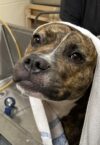 Pebbles the pup still hoping for a home after months at nj shelter