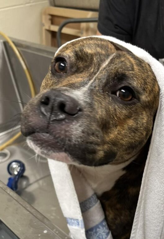 Pebbles the pup still hoping for a home after months at NJ shelter