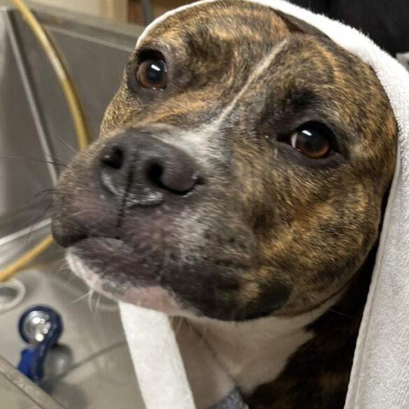 Pebbles the pup still hoping for a home after months at nj shelter - photo licensed by shore news network.