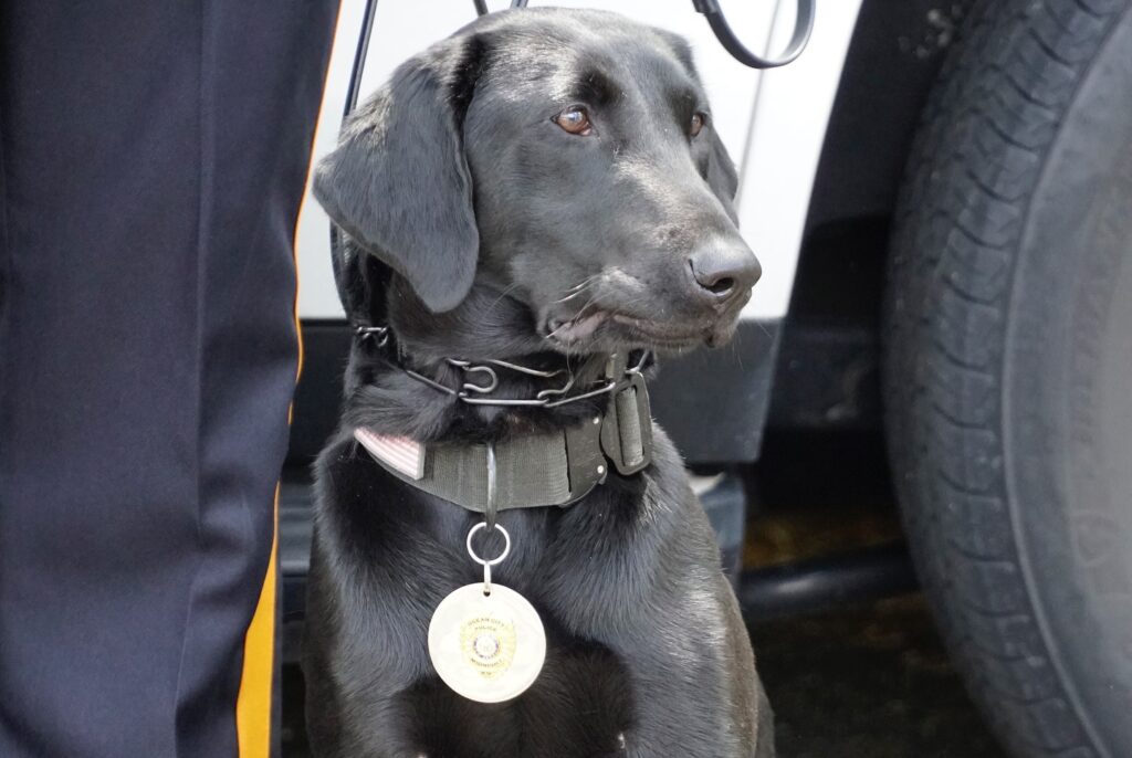 Meet Ocean City's newest cute and cuddly cops Meet Ocean City's newest cute and cuddly cops