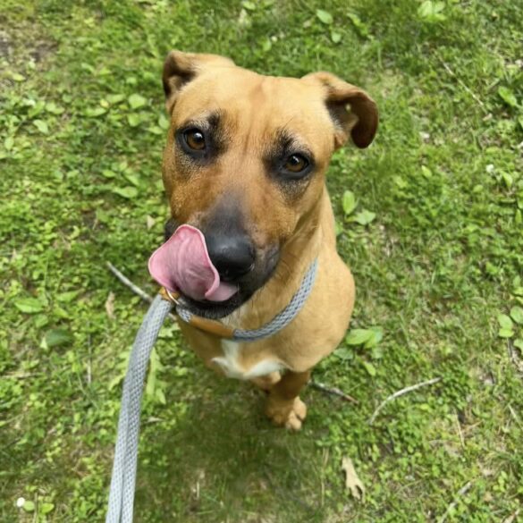 Coco’s sweet gaze and soft nature steal the show in jackson - photo licensed by shore news network.
