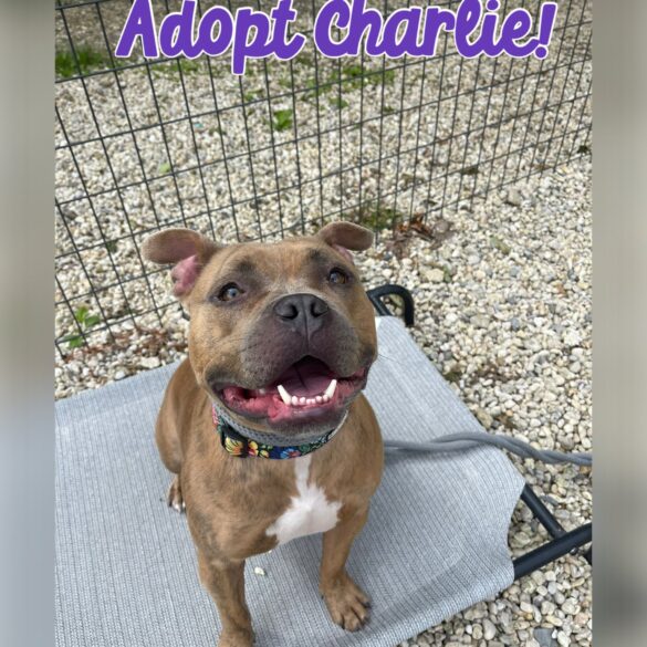 From bounced around to belly rubs — charlie seeks a forever couch - photo licensed by shore news network.