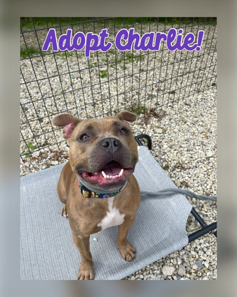 From bounced around to belly rubs — charlie seeks a forever couch - photo licensed by shore news network.