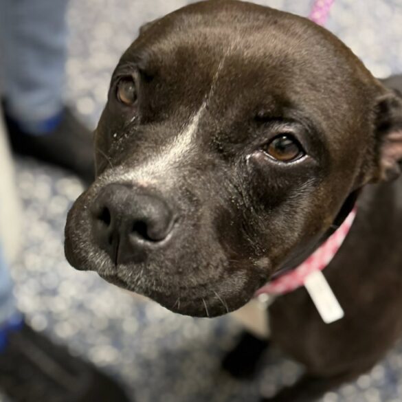 Rescue joy turns to panic as dog runs off during adoption - photo licensed by shore news network.