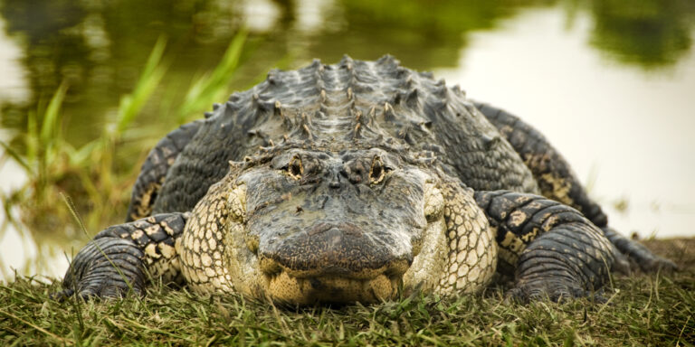 Man fleeing police jumps into water, only to get into fight with alligator - photo licensed by shore news network.