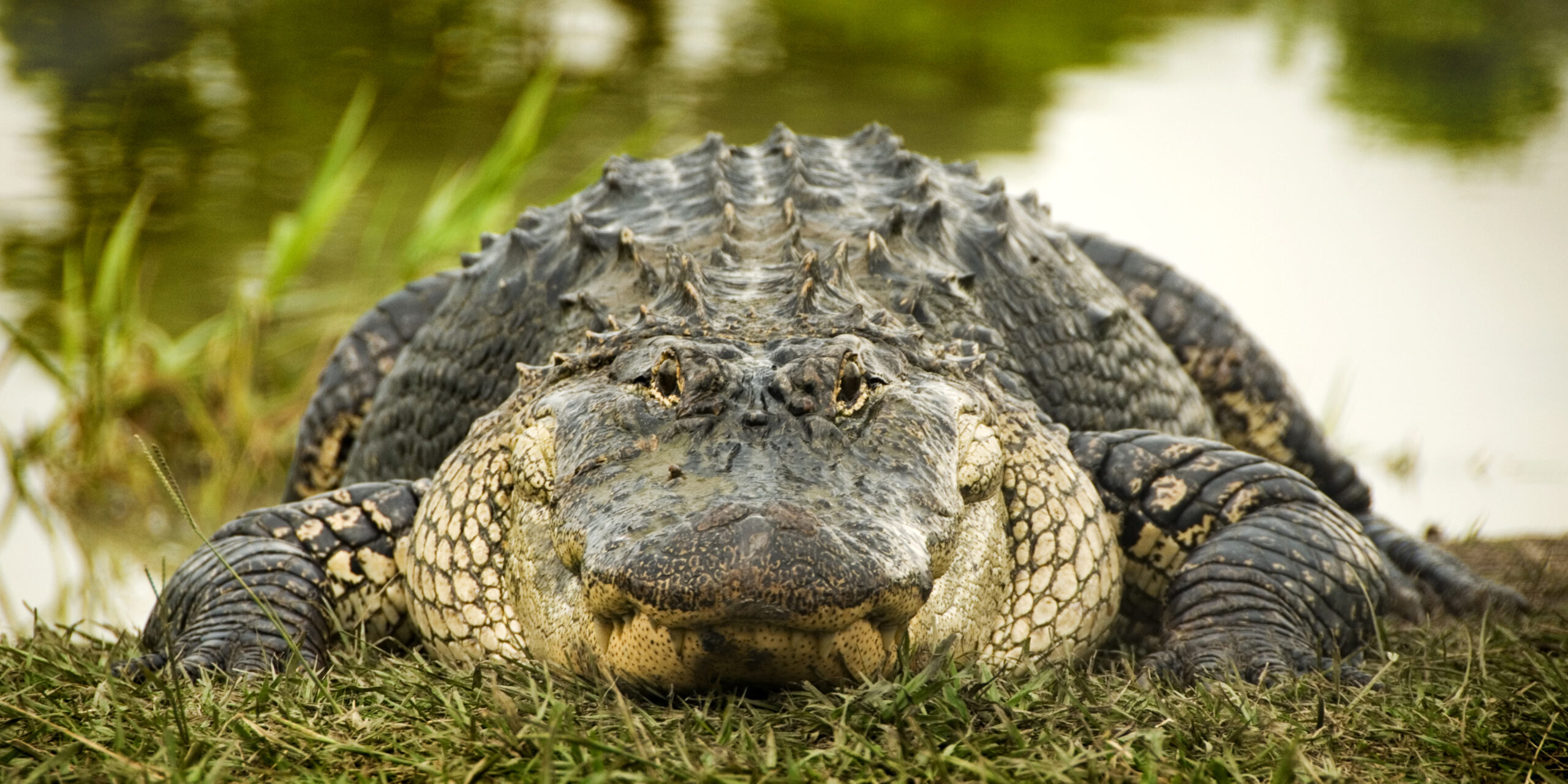 Man fleeing police jumps into water, only to get into fight with alligator