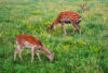 What to do if you find a baby deer in your new jersey yard