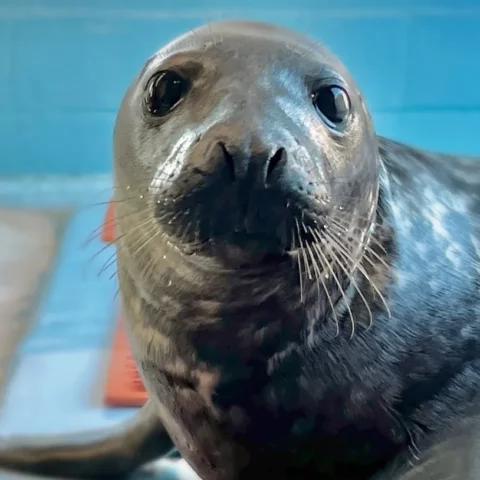 Stranded, sick seal recovered in new jersey this year, makes an appearance at martha's vineyard - photo licensed by shore news network.