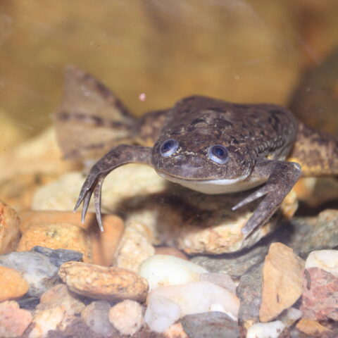 An african clawed frog
