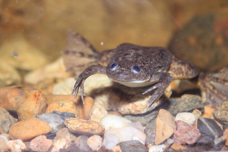 An african clawed frog