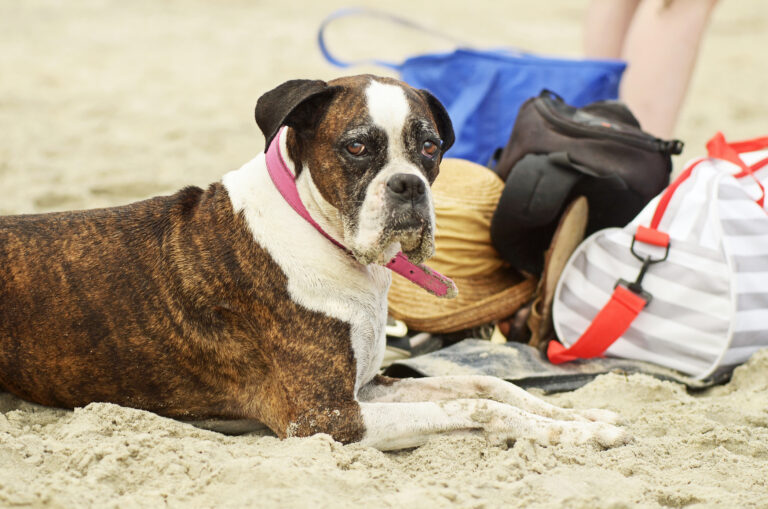 Here's what you need to know before visiting dog beach at the jersey shore - photo licensed by shore news network.