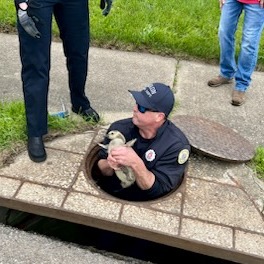 Akron firefighters rescue trapped baby goose from storm sewer