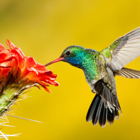The hummingbirds are back in new jersey—here’s how to welcome them safely - photo licensed by shore news network.