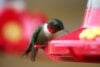 Hummingbirds return to new jersey gardens as early may sightings spread across state