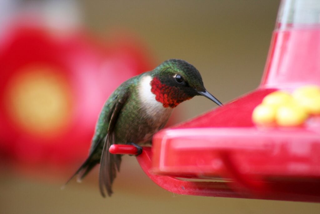 The hummingbirds are back in New Jersey—here’s how to welcome them safely The hummingbirds are back in New Jersey—here’s how to welcome them safely