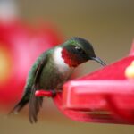 Hummingbirds return to new jersey gardens as early may sightings spread across state