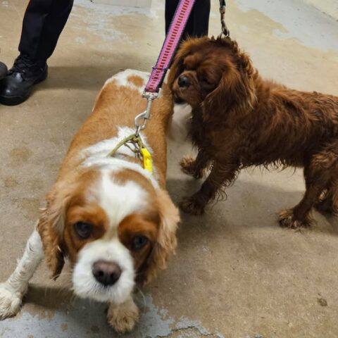 Cops trying to find owners of two dogs found at riverfront park - photo licensed by shore news network.
