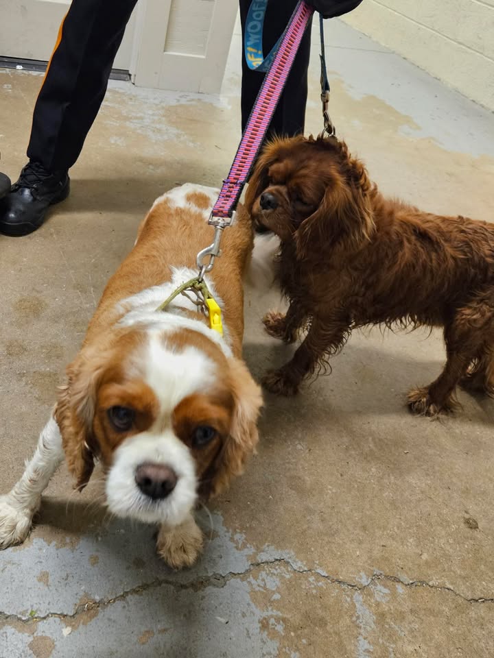 Cops trying to find owners of two dogs found at Riverfront Park