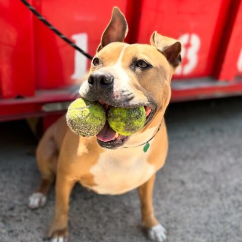 Meet mozzarella: the ball-chasing, car-loving pup ready for his forever home - photo licensed by shore news network.