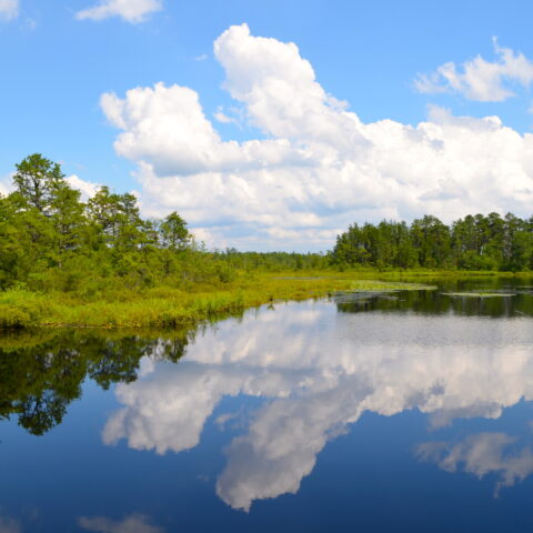 Public notice: jackson amends land use requirement for pinelands - photo licensed by shore news network.
