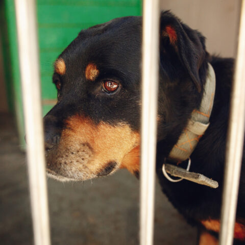 New jersey man had intimate relationships with dogs, traded bestiality content online - photo licensed by shore news network.