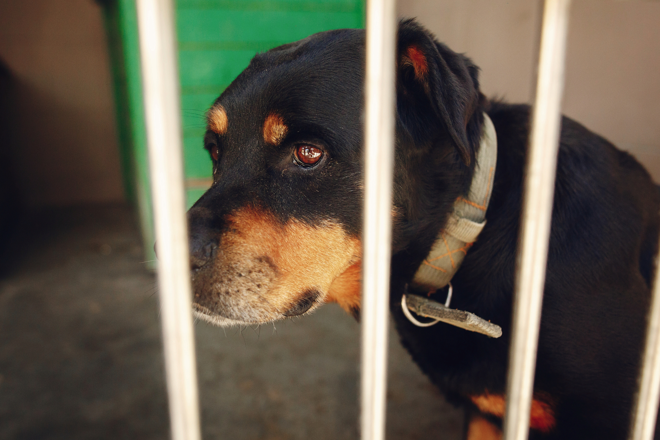 New Jersey man had intimate relationships with dogs, traded bestiality content online