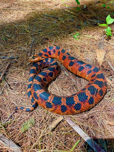 Hog-nosed snake spotted on Ocean City beach sparks public interest, but poses no threat